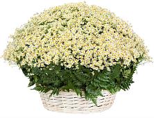 Цветочная композиция из Ромашки в корзине #REPLACE_PRED# Вохтоге